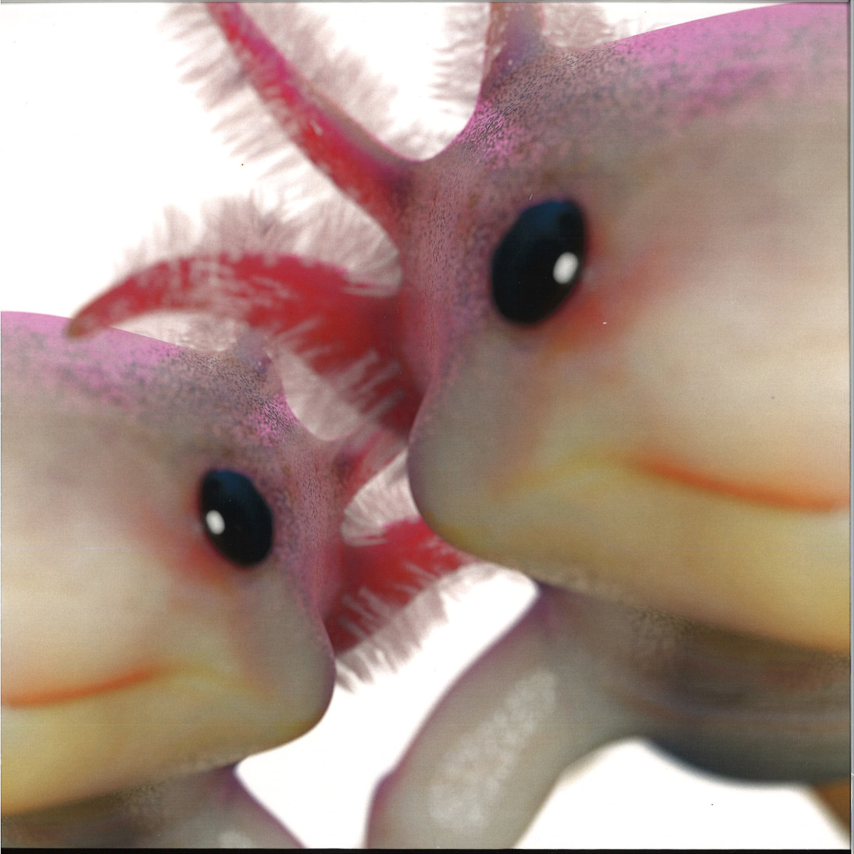 Affekt Unit / Affekt Unit - Discorgy EP / Philoxenia PHLX004 - Vinyl — album cover artwork